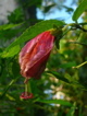 red Inka flower