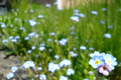 Forget-Me-Nots
