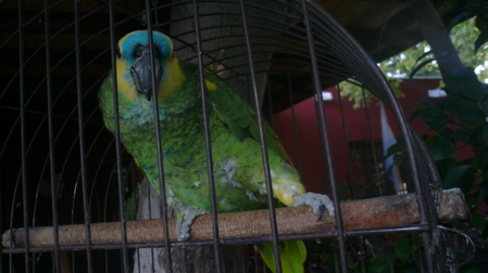 Parrot in Cage