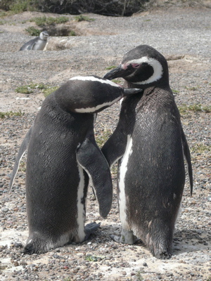 Pair of Penguins