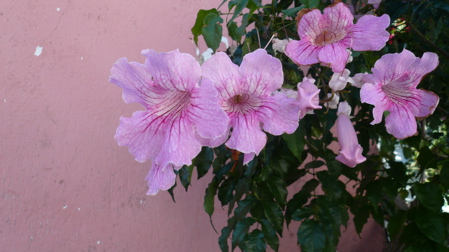 Flower Against Pink Wall