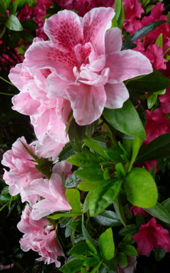 Pink Flowers on Pink Flowers