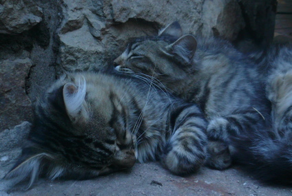 Cats Sleeping